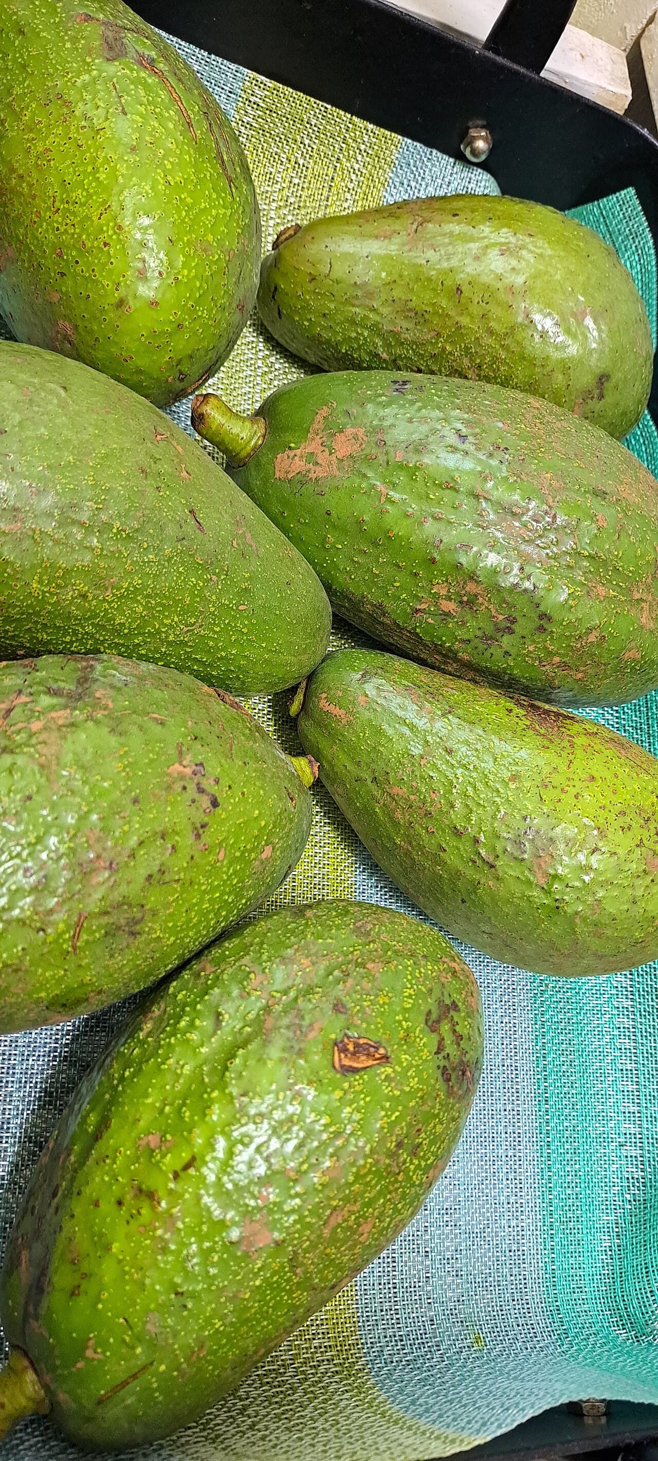 Avocado