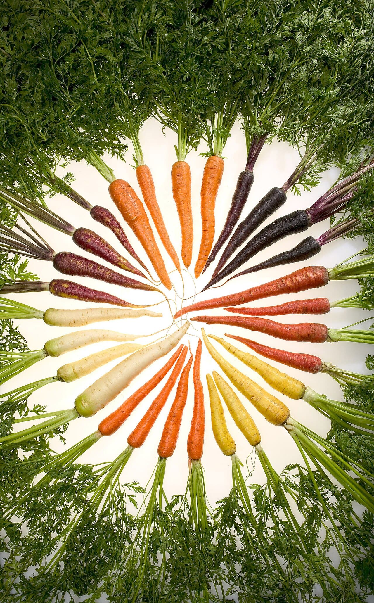 Carota